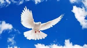 Dove