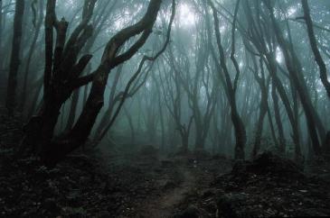 Woods